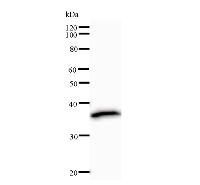 Western blot analysis of immunized recombinant protein, using anti-HOXC9 monoclonal antibody.