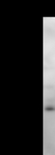 Detection of human HOXC9 by Western blot. Samples: Whole cell lysate (25 ug) from HT1080 cells. Predicted molecular weight: 29 kDa