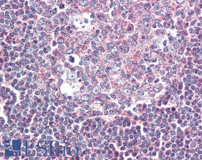 Anti-GPR132 / G2A antibody LS-A1605 IHC of human tonsil. Immunohistochemistry of formalin-fixed, paraffin-embedded tissue after heat-induced antigen retrieval.