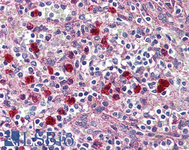 Anti-GPR132 / G2A antibody LS-A1604 IHC of human spleen, red pulp. Immunohistochemistry of formalin-fixed, paraffin-embedded tissue after heat-induced antigen retrieval.