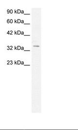 Fetal Muscle Lysate