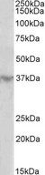 HOXD12 antibody (2 ug/ml) staining of Human Heart lysate (35 ug protein in RIPA buffer). Primary incubation was 1 hour. Detected by chemiluminescence.