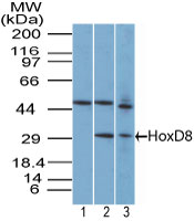 Western blot of HOXD8 in T98G cell lysate in the 1) pre-bleed at 1:5000 dilution 2) T98G cell lysate and 3) NIH 3T3 cell lysate using LS-C148739 at 7 ug/ml. Goat anti-rabbit Ig HRP secondary antibody, and PicoTect ECL substrate solution were used for this test.