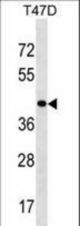 HOXD8 Antibody western blot of T47D cell line lysates (35 ug/lane). The HOXD8 antibody detected the HOXD8 protein (arrow).