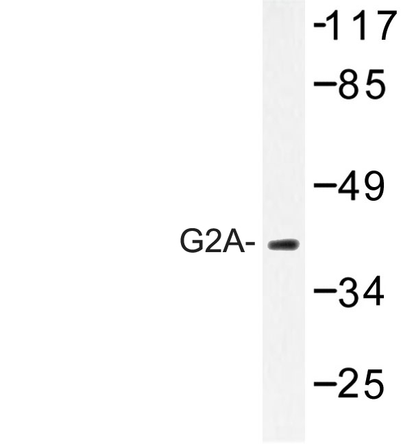 Western blot of G2A (K327) pAb in extracts from COS-7 cells.