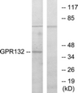 Western blot of extracts from COS7 cells, using GPR132 Antibody. The lane on the right was incubated with synthetic peptide.