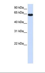 Fetal lung lysate. Antibody concentration: 1.0 ug/ml. Gel concentration: 12%.