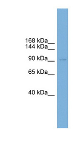 PHC2 / HPH2 antibody LS-C116416 Western blot of MCF7 cell lysate.