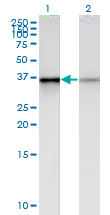 Western Blot analysis of PHC2 expression in transfected 293T cell line by PHC2 monoclonal antibody (M01), clone 1F4.Lane 1: PHC2 transfected lysate (Predicted MW: 35.8 KDa).Lane 2: Non-transfected lysate.