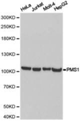 Western blot of extracts of various cell lines, using PMS1 antibody.