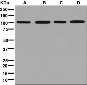 Western blot analysis on (A) HeLa, (B) Jurkat, (C) Molt-4, and (D) HepG2 cell lysates using anti-PMS1 antibody.