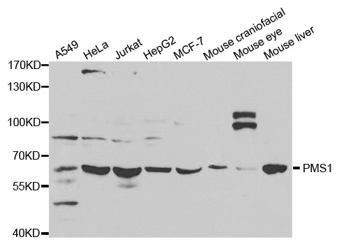 Western blot analysis of extracts of various cell lines, using PMS1 antibody.