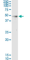 HPN monoclonal antibody (M02), clone 2D5. Western Blot analysis of HPN expression in human liver.