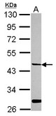 Sample (30 ug of whole cell lysate) A: HeLa 10% SDS PAGE HPN / Hepsin antibody diluted at 1:2000