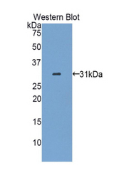 Western blot of recombinant HPR.