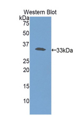 Western blot of recombinant HPR.