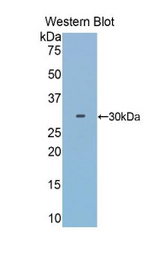 Western blot of recombinant HPR.