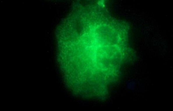 Anti-HPRT1 mouse monoclonal antibody immunofluorescent staining of COS7 cells transiently transfected by pCMV6-ENTRY HPRT1.