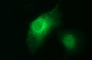 Anti-HPRT1 mouse monoclonal antibody immunofluorescent staining of COS7 cells transiently transfected by pCMV6-ENTRY HPRT1.
