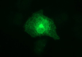 Anti-HPRT1 mouse monoclonal antibody immunofluorescent staining of COS7 cells transiently transfected by pCMV6-ENTRY HPRT1.