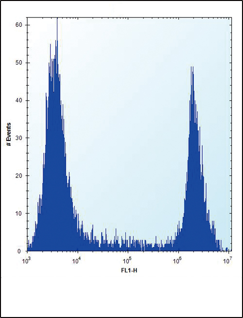 HPRT1 Antibody flow cytometry of 293 cells (right histogram) compared to a negative control cell (left histogram). FITC-conjugated goat-anti-rabbit secondary antibodies were used for the analysis.