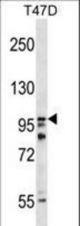 HPS3 Antibody western blot of T47D cell line lysates (35 ug/lane). The HPS3 antibody detected the HPS3 protein (arrow).