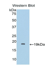 Western blot of recombinant HPSE / Heparanase.