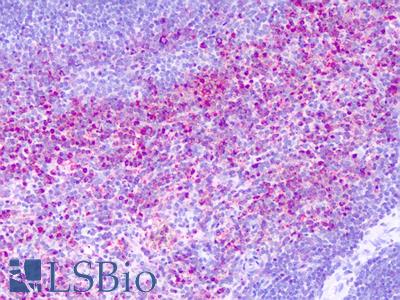 Anti-GPR137 antibody IHC of human spleen. Immunohistochemistry of formalin-fixed, paraffin-embedded tissue after heat-induced antigen retrieval. Antibody LS-A2053 concentration 7 ug/ml.