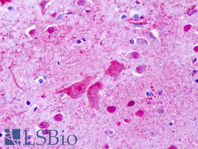 Anti-GPR137 antibody IHC of human brain, cortex, cerebellum. Immunohistochemistry of formalin-fixed, paraffin-embedded tissue after heat-induced antigen retrieval. Antibody LS-A2053 concentration 7 ug/ml.