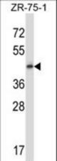 GPR137 Antibody western blot of ZR-75-1 cell line lysates (35 ug/lane). The GPR137 antibody detected the GPR137 protein (arrow).