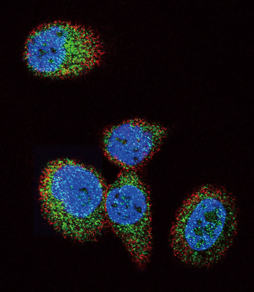 Confocal immunofluorescent of HRAS Antibody with MCF-7 cell followed by Alexa Fluor 488-conjugated goat anti-rabbit lgG (green). Actin filaments have been labeled with Alexa Fluor 555 phalloidin (red). DAPI was used to stain the cell nuclear (blue).