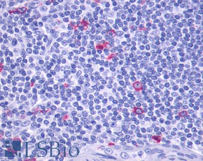 Anti-GPR137 antibody LS-A2052 IHC of human tonsil. Immunohistochemistry of formalin-fixed, paraffin-embedded tissue after heat-induced antigen retrieval.
