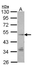 Sample (30 ug of whole cell lysate). A: Hep G2 . 10% SDS PAGE. GPR137B antibody diluted at 1:1000.