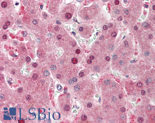Anti-HRG antibody IHC staining of human liver. Immunohistochemistry of formalin-fixed, paraffin-embedded tissue after heat-induced antigen retrieval.
