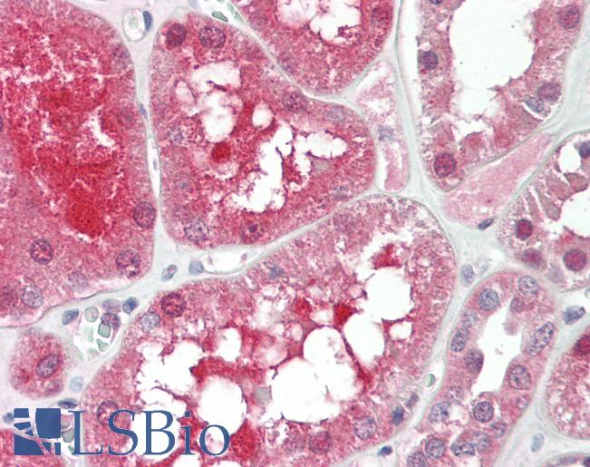 Anti-HRG antibody IHC staining of human kidney. Immunohistochemistry of formalin-fixed, paraffin-embedded tissue after heat-induced antigen retrieval. Antibody LS-B11467 concentration 10 ug/ml.