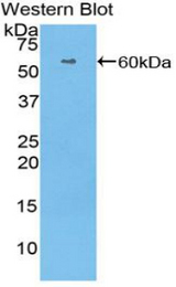 Western blot of recombinant HRG.