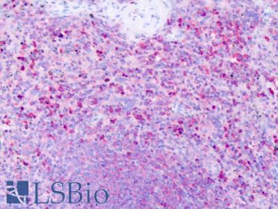 Anti-HRH1 / H1 Receptor antibody IHC of human spleen. Immunohistochemistry of formalin-fixed, paraffin-embedded tissue after heat-induced antigen retrieval. Antibody LS-A1170 dilution 4 ug/ml.