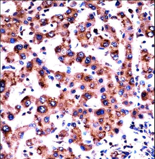 HRH1 Antibody immunohistochemistry of formalin-fixed and paraffin-embedded human liver tissue followed by peroxidase-conjugated secondary antibody and DAB staining.