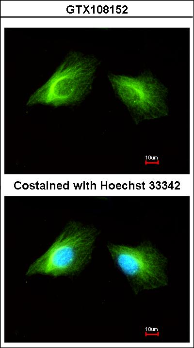 Immunofluorescence of methanol-fixed HeLa using Histamine H2 Receptor antibody at 1:200 dilution.
