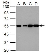 Histamine H2 Receptor antibody [N1], N-term detects HRH2 protein by Western blot analysis. A. 30 ug U87-MG whole cell lysate/extract. B. 30 ug SK-N-SH whole cell lysate/extract. 10 % SDS-PAGE. Histamine H2 Receptor antibody [N1], N-term dilution:1:1000
