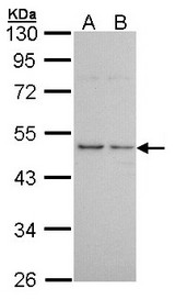 Sample (30 ug of whole cell lysate). A: A431. B: H1299. 10% SDS PAGE. HRH3 antibody diluted at 1:1000.