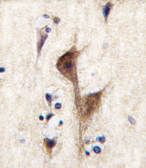 Formalin-fixed and paraffin-embedded human brain tissue reacted with HRH3 antibody , which was peroxidase-conjugated to the secondary antibody, followed by DAB staining. This data demonstrates the use of this antibody for immunohistochemistry; clinical relevance has not been evaluated.