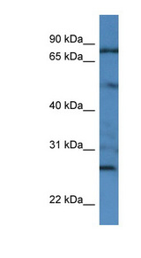 GOLGA1 / Golgin-97 antibody LS-C135319 Western blot of HCT15 cell lysate.