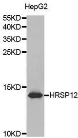Western blot analysis of extracts of HepG2 cell lines, using HRSP12 antibody. .