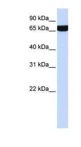 HS2ST1 antibody LS-C111189 Western blot of 721_B cell lysate.