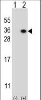 Western blot of HS2ST1 (arrow) using rabbit polyclonal HS2ST1 Antibody. 293 cell lysates (2 ug/lane) either nontransfected (Lane 1) or transiently transfected with the HS2ST1 gene (Lane 2) (Origene Technologies).