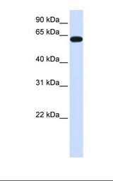 Fetal brain lysate. Antibody concentration: 1.0 ug/ml. Gel concentration: 12%.