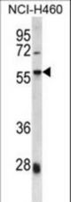 SPAG8 Antibody western blot of NCI-H460 cell line lysates (35 ug/lane). The SPAG8 antibody detected the SPAG8 protein (arrow).