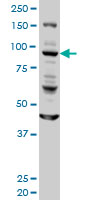 GOLGA1 monoclonal antibody (M01), clone 6G3 Western Blot analysis of GOLGA1 expression in HeLa.