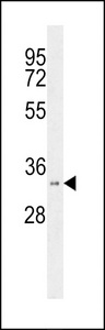 Western blot of HSD17B11 Antibody in WiDr cell line lysates (35 ug/lane). HSD17B11 (arrow) was detected using the purified antibody.